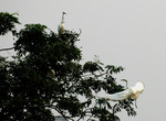 DSC_9694e