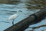 DSC_6723e