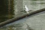 DSC_6749e