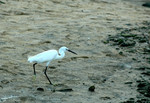 DSC_9367e