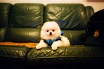 1527_Natura Black_Xtra 400