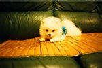 1531_Natura Black_Xtra 400
