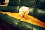 1535_Natura Black_Xtra 400