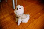 2225_Leica MP_Noctilux_Ultra 100