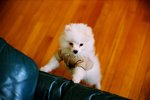 2227_Leica MP_Noctilux_Ultra 100