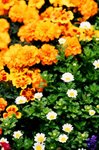 03_Contax G2_G90 F2.8_Velvia 100F