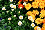 05_Contax G2_G90 F2.8_Velvia 100F