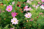 08_Contax G2_G90 F2.8_Velvia 100F