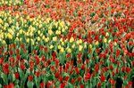 13_Contax G2_G90 F2.8_Velvia 100F