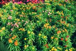 
2307_Leica MP_Noctilux_Ultra 100