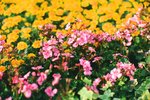 
2308_Leica MP_Noctilux_Ultra 100