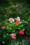 
2312_Leica MP_Noctilux_Ultra 100