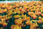 
2320_Leica MP_Noctilux_Ultra 100