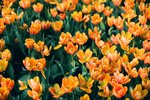 
2321_Leica MP_Noctilux_Ultra 100