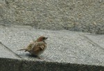 DSC_6806e