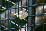 DSC_9406e