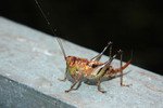 DSC_8486e
