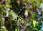 DSC_8604e