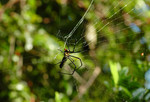 DSC_8607e