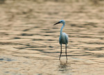 DSC_9477e