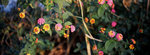 5006_Xpan II_90 F4_RDP III