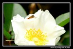 DSC_2271e