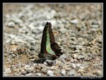 DSC_1408e