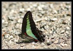 DSC_1413e