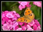 DSC_1991e