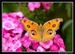 DSC_1995e