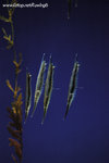 070204_37