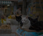 Cats2_BKG
