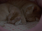 MyCats_BKG