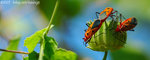 071104_Nature_12b