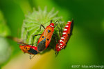 071104_Nature_13