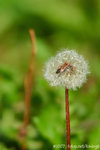 071104_Nature_22