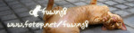 catbanner2