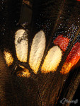 �ɱa��_�۩�_041003_27
