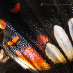 �ɱa��_�۩�_041003_28