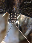 �ɱa��_�۩�_041003_29