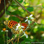 071104_Nature_29
