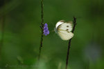 �毻��_070324_28