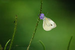 �毻��_070324_29