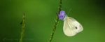 �毻��_070324_29b