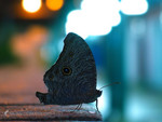 �ǲ��� 
_030609_5997