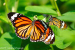 071104_Nature_23