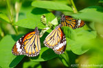 071104_Nature_24