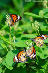 071104_Nature_25