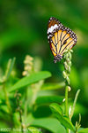 071104_Nature_26