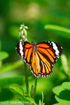 071104_Nature_27